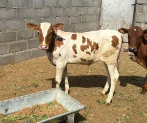 عجل ظفاري سمين