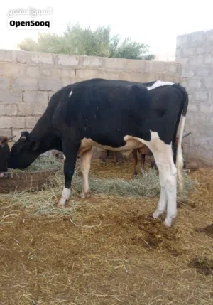 ثور هولندي عمره سنه و11 شهر قبل العيد بيكمل سنتين طعام الدار مكان التواجد ولاية بديه