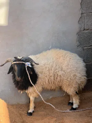 خروف وطني للبيع حالته الصحية ممتازة