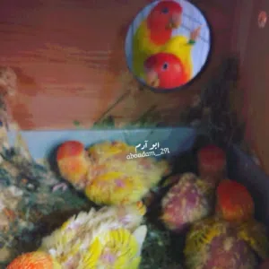 هاوي طيور روز 