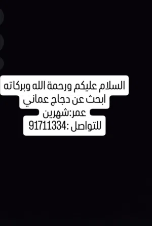 دجاج عماني 1