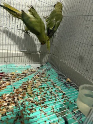 بغبغائين درة