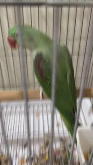 بيبي متوه مو ربوه