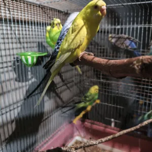 طيور حب كله منتج