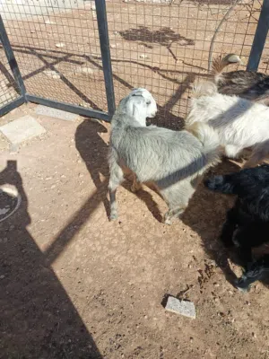 شعاري للبيع