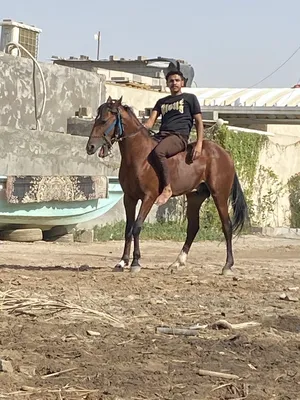 ‏خيول‏1