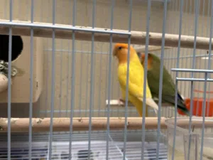 LOVE BIRD for sale