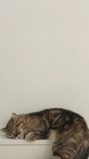 للتبني  أنثى سكوتش شورت