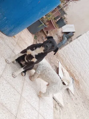 للبدل على كلب مرتب أو جرو راس براس