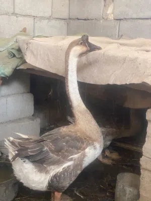 زوج بطه عراقيه وذكر وز اقره الوصف