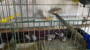 15 جوز جنه للبيع بدون قفص