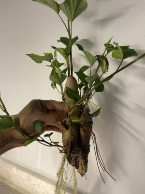 Organic sweet potato