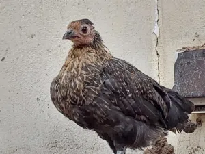 دجاج صغير (فروخ كتاكيت) - Small chicken (chicks)