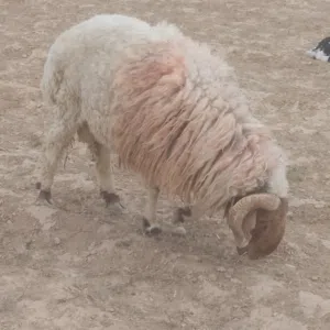 خروف نخب النخب