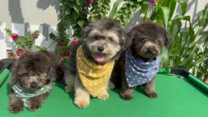 Toy maltepoo  (8)month old