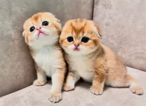 Scottish fold kittens