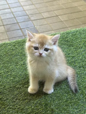 Adorable Golden Chinchilla Male Kitten – Home Delivery UAE