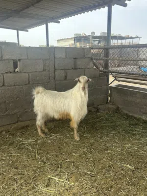 تيس فحل للبيع