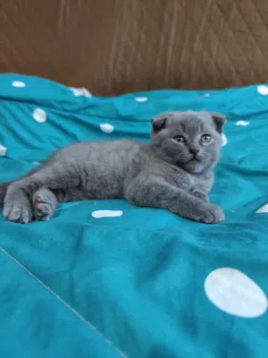Adorable Scottish Fold Male Kitten Cute, Calm & Ready for New Home.
