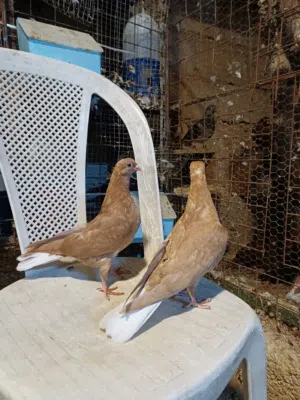 فرخين خوان فطم جديد