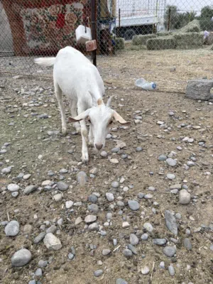 صخلات صلاليه للبيع