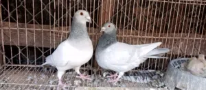 كوبية زاجل ايس