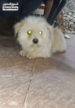 مالتيز للبيع هاديا جدن غير مزعجه لطيفا جدا للبيع