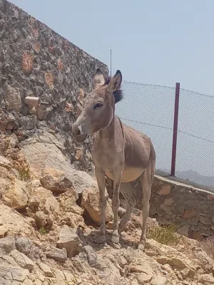 للبيع حماره هديه و مؤدبه