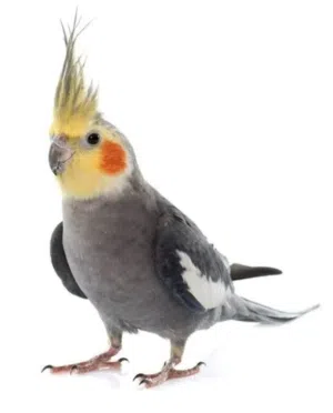 مطلوب كوكتيل انثى