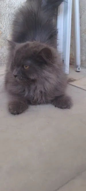 2 month old persian cat
