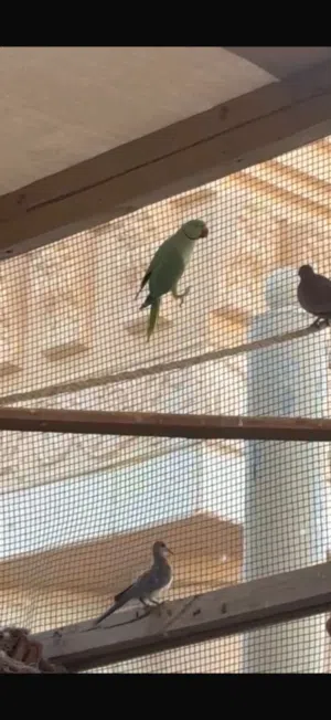دره اخضر فيهن زوج اكيد وفيه زوج ثاني بس ما اعرفه وين وفيه فرديات للبدل بانثى دره ازرق او دره ابيض