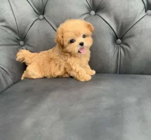 Adorable Poddle Puppies male and females