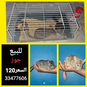 شنشيلا ازدواجية شنشيله
