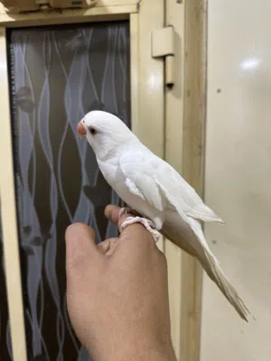 متوه ابيض اليفه