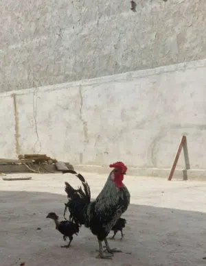 متاح ديح ب 20 و افراخ اسبانيات وياه عددهن 3 واحد ب 7 صحتهن ما شاء الله ملقحات