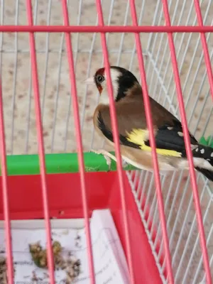 حسون بغني قديم جالي منقار ورجليين