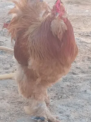 ثلاثة دجاجات براهما و سردوك