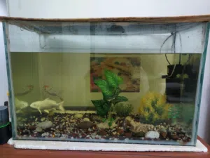Aquarium ready to use Includes aquarium tank (80cm × 40cm × 50 cm), Live fish, Filter/pump, etc.
