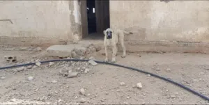 جروه كنال تركي