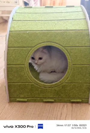 Cat house for sale