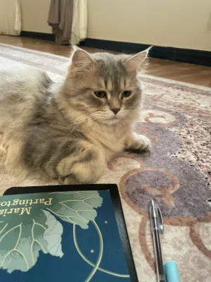 قط شانشيلا للتبني