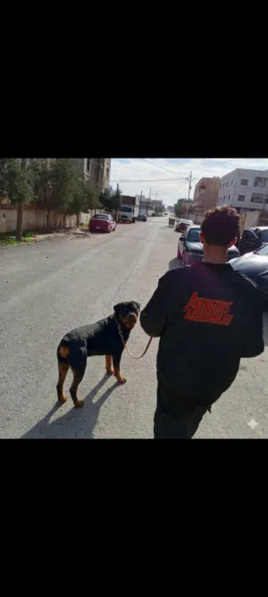 رامي 