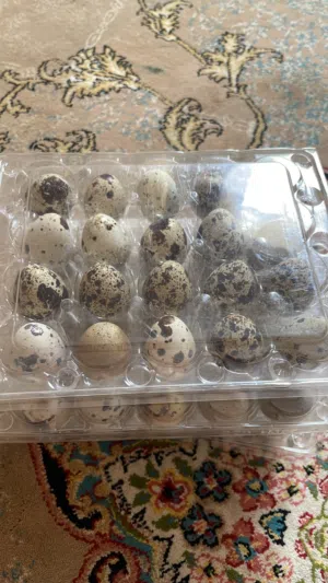 بيض سمان مخصب او للأكل 20 حبه ب700بيسه