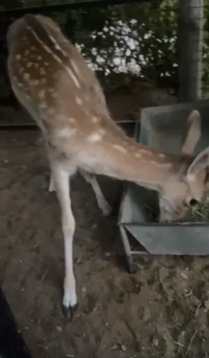 Deer1