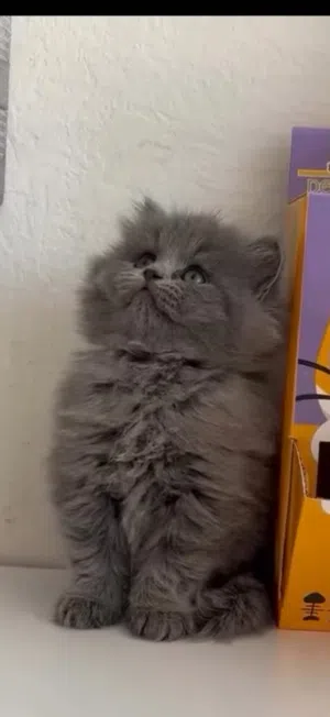 قطه انثى عمر شهرين