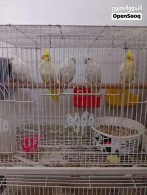كوكتيل ليبوني مخاليف العام عيون حمر فحل واثنين اطواير نفاية العدد 3 للبيع