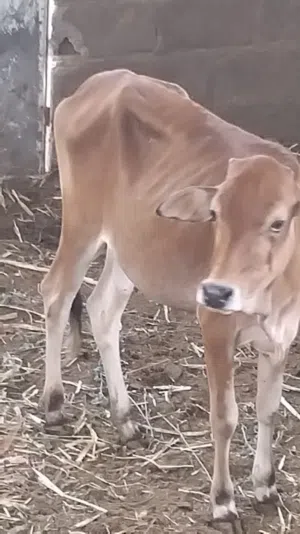 للبيع عجلة عبري