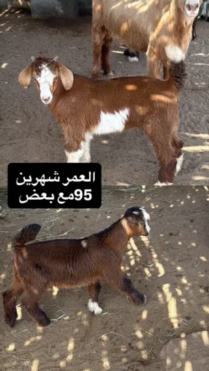 جدايا للبيع