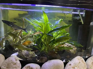 Accessories . Fish1
