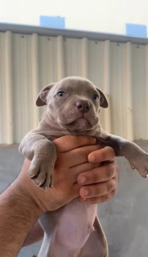 كلب امريكان بولي  / قابل للتفاوض